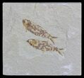 Two Fossil Fish (Knightia) - Wyoming #59815-1
